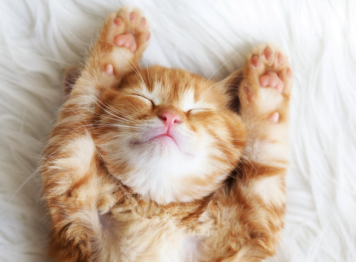 Ravensburger pusle 500 tk: magav kiisu 12001905V