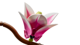 LEGO Botanicals Magnooliaoksad 11510L